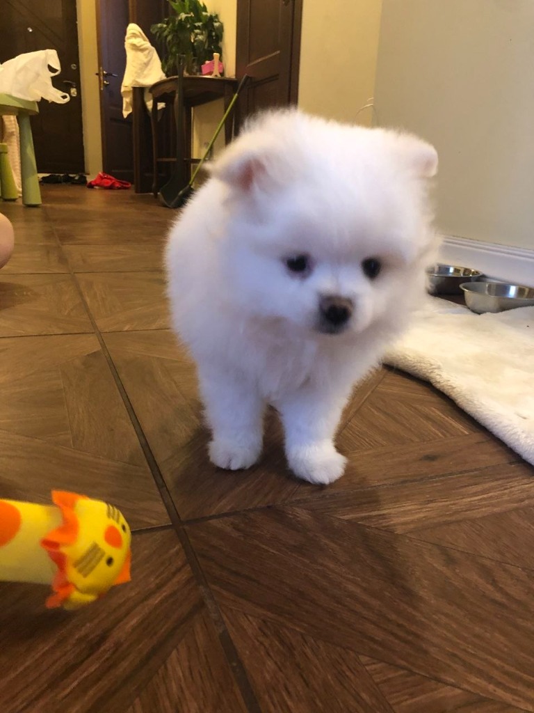 The Day Nyusha Arrived