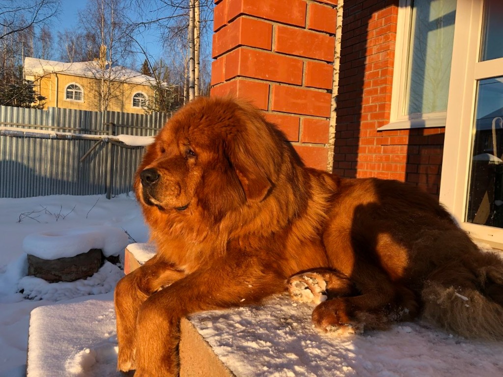 Porch Sunbather